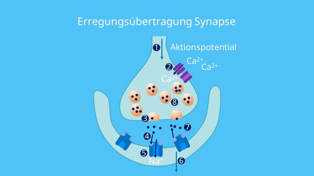 Calciumionenkanäle, Aktionspotential Synapse, spannungsabhängige Ionenkanäle, Acetylcholin, ionotrop, Vesikel, synaptischer Spalt, EPSP, IPSP, postsynaptisches Potential