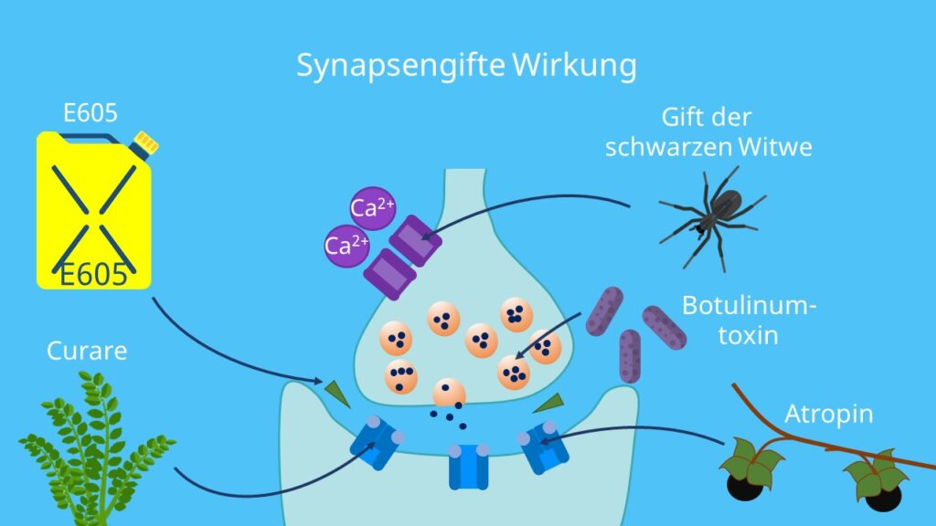 Synapse, Curare, Pfeilgift, Gift der schwarzen Witwe, e 605 wirkung, errregungsübertragung
