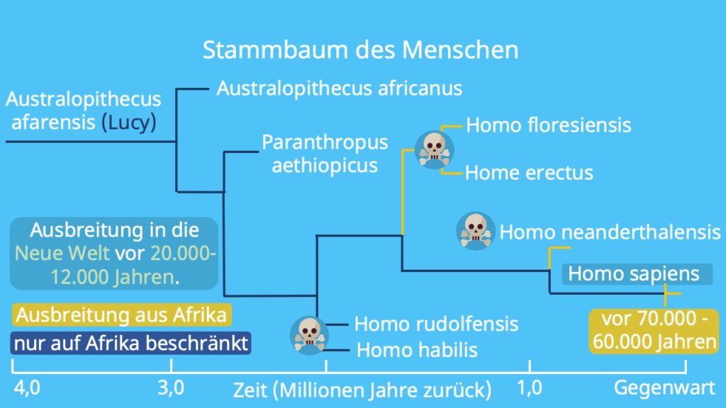 homo habilis, homo erectus, homo sapiens, homo neanderthalensis, Evolution des Menschen, Stammbaum des Menschen, seit wann gibt es Menschen