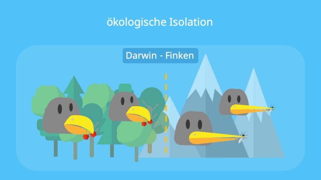Darwin Finken, Isolationsmechanismen, präzygotisch, Isolation Biologie