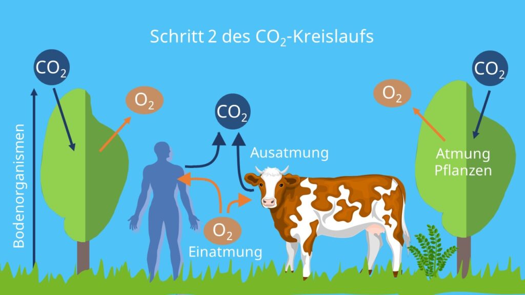 Kohlenstoffzyklus, Kreislauf Pfeile, Kohlenstoffspeicher, Kohlenstoffkreislauf, Kohlenstoffkreislauf Ökologie, Kohlenstoffkreislauf Biologie