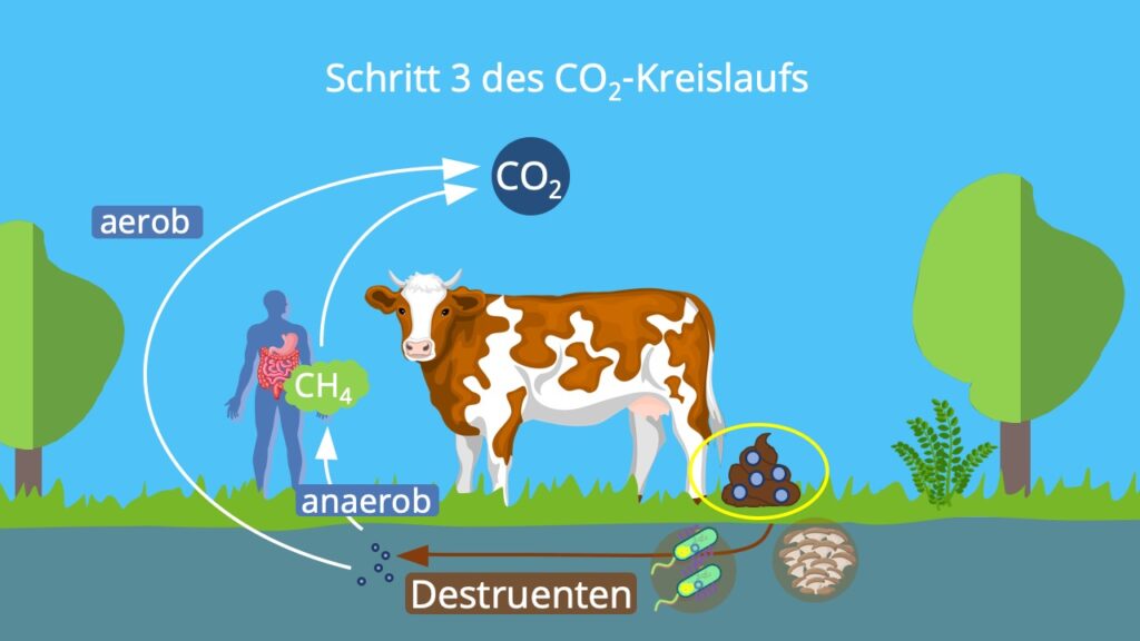 Stoffkreislauf, Kohlenstoffatom, Kohlenstoffzyklus, Kohlenstoffkreislauf, die Atmosphäre, Biosphäre, Kohlenstoffdioxidkreislauf