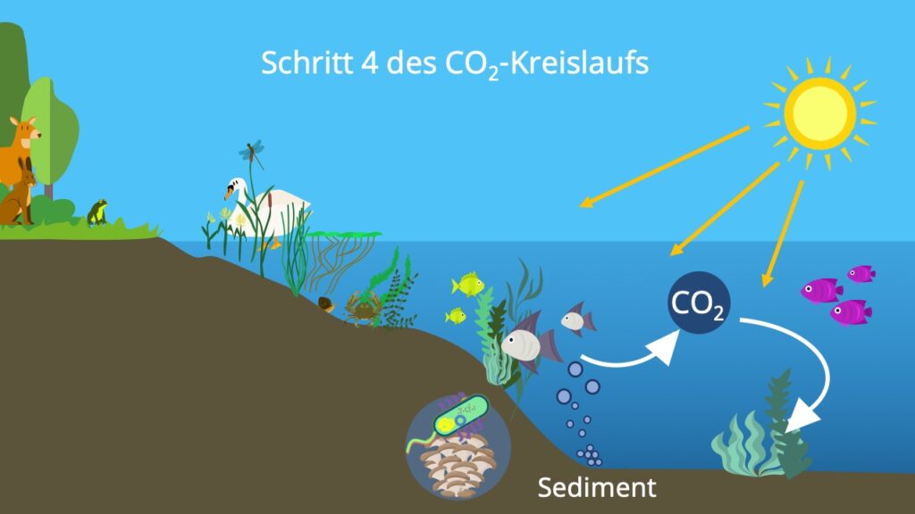 Stoffkreislauf, Kohlenstoffatom, Kohlenstoffzyklus, Kohlenstoffkreislauf, die Atmosphäre, Biosphäre, Kohlenstoffdioxidkreislauf, Hydrosphäre, Kohlenstoffkreislauf See, Kohlenstoffkreislauf Meer