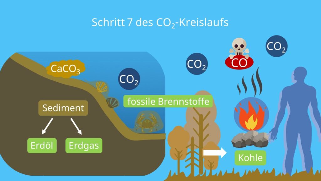 Stoffkreislauf, Kohlenstoffatom, Kohlenstoffzyklus, Kohlenstoffkreislauf, die Atmosphäre, Biosphäre, Kohlenstoffdioxidkreislauf, Lithosphäre, Kohlenstoffkreislauf Wald