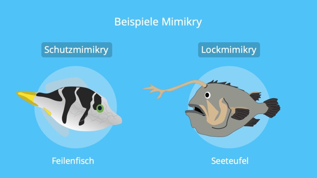 Mimikry, Seeteufel, Beispiel, Kugelfisch