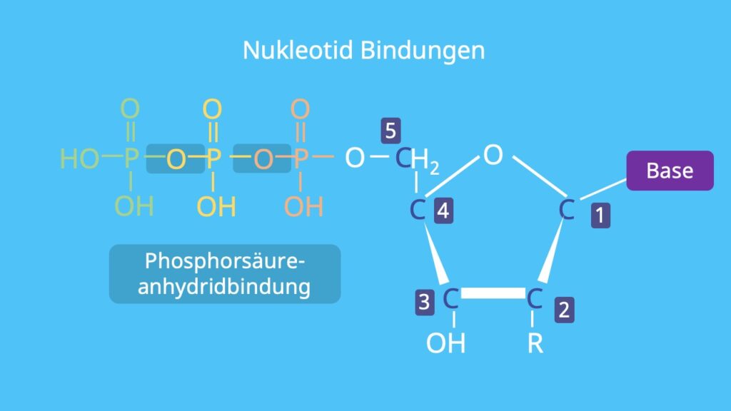 Esterbindung, N glykosidische Bindung, Phosphorsäureanhydridbindung, Anhydridbindung