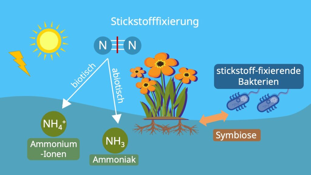 Stickstoffkreislauf, N Kreislauf, Nitratkreislauf, Nitrat Stickstoff, Stickstofffixierung Pflanzen