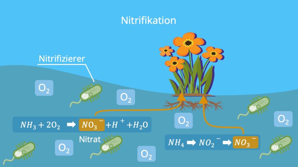 Stickstoffkreislauf, N Kreislauf, Nitratkreislauf, Nitrat Stickstoff, Stickstofffixierung Pflanzen, Nitrifikation Denitrifikation