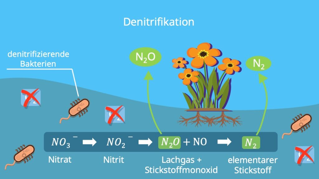 Stickstoffkreislauf, N Kreislauf, Nitratkreislauf, Nitrat Stickstoff, Stickstofffixierung Pflanzen, Nitrifikation Denitrifikation