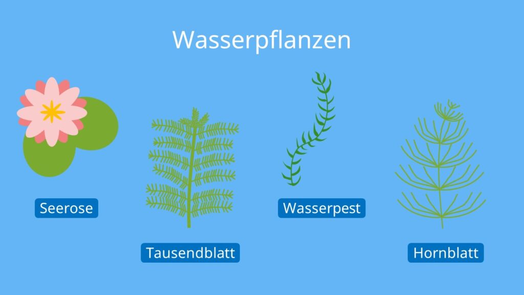 Wasserpflanzen, Hydrophyten, Transpiration Blatt, Transpiration Biologie, Spaltöffnung Blatt, Transpiriert, Transpirieren, Wasser verlieren