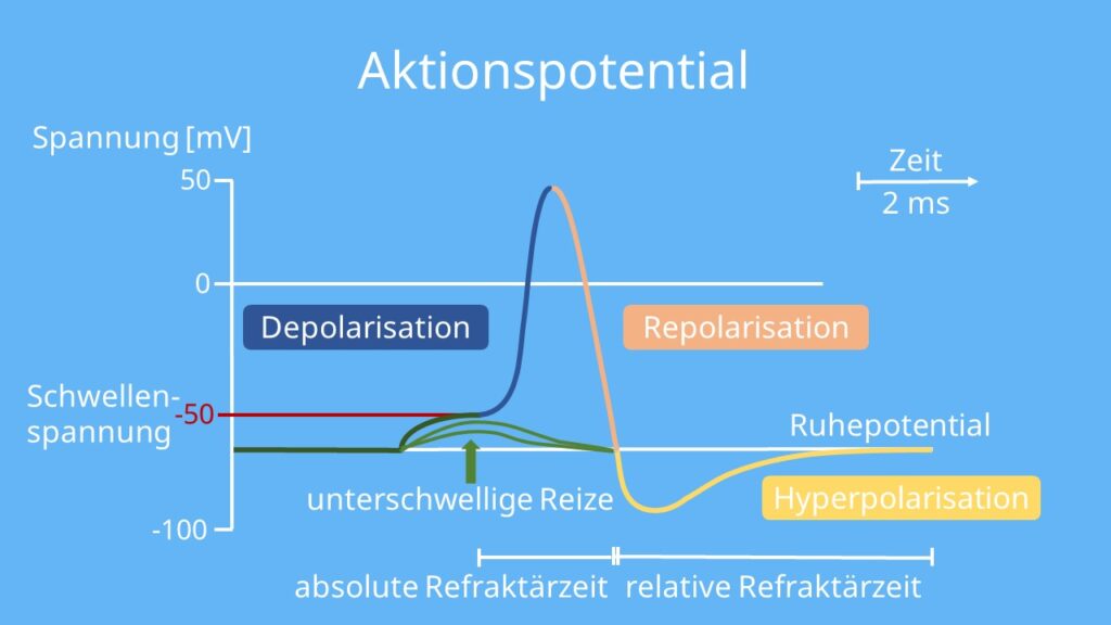 Schwellenspannung, Aktionspotential, Ruhepotential, Depolarisierung, Repolarisierung, Hyperpolarisation