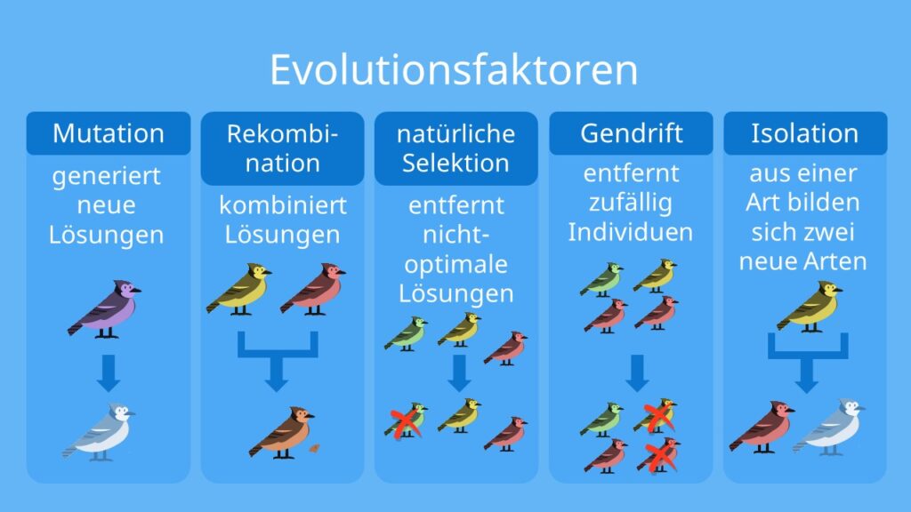 Evolution; Selektion, Rekombination, Allelhäufigkeit, Genpool, Mutation, Isolation, Allelfrequenz, Gendrift