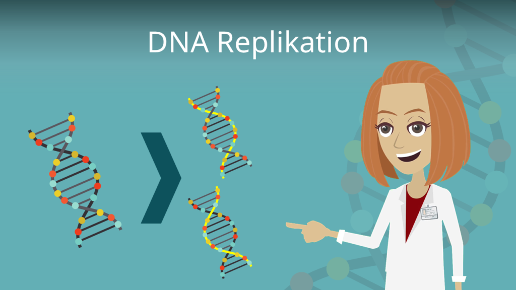 Zum Video: DNA Replikation