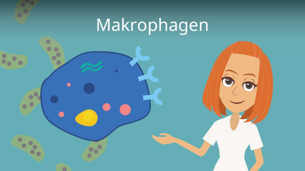 Zum Video: Makrophagen