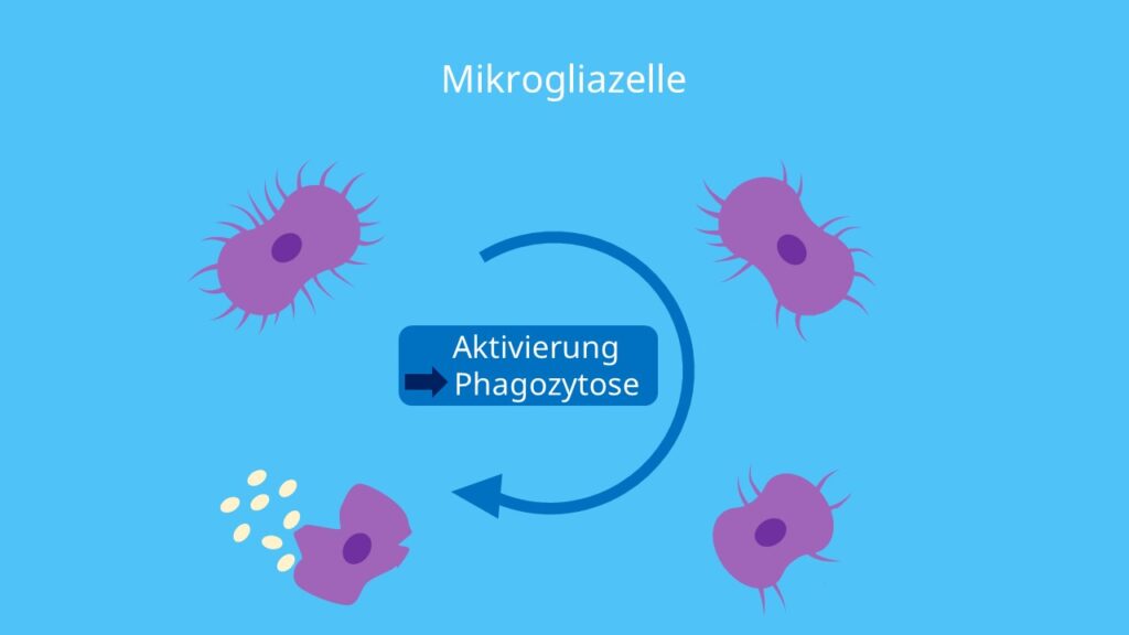 Mikroglia, Fresszelle, Immunantwort, Phagozytose