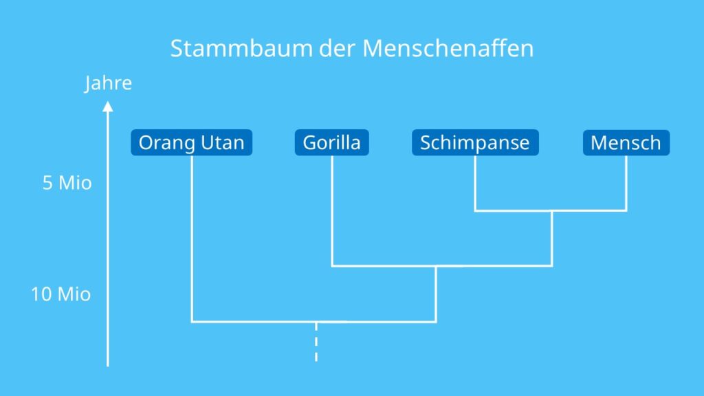 Stammbaum der Menschenaffen, Menschenaffen, Verwandtschaftsgrad, Stammbaum, Schimpanse, Orang-Utan, Gorilla, Schimpanse