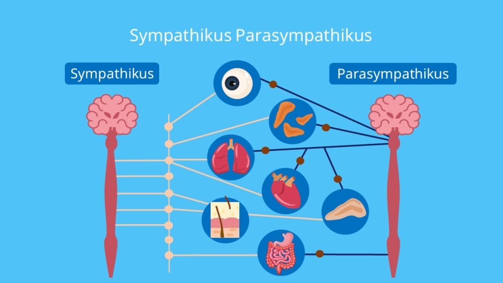Sympathicus, Parasympathicus, vegetatives nervensystem