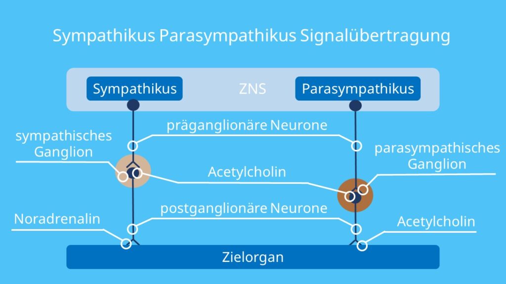 Ganglion, Neurotransmitter, Acetylcholin, Noradrenalin, präganglionär, postganglionär