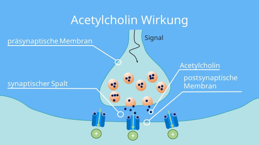 Acetylcholin, Acetylcholine, cholinerg, acetylcholin wirkung, acetylcholin synapse, was ist acetylcholin