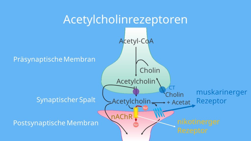 Cholin, Acetat, Acetylcholinrezeptoren, muskarinerger Rezeptor, nikotinischer Rezeptor, ionotrop, metabotrop