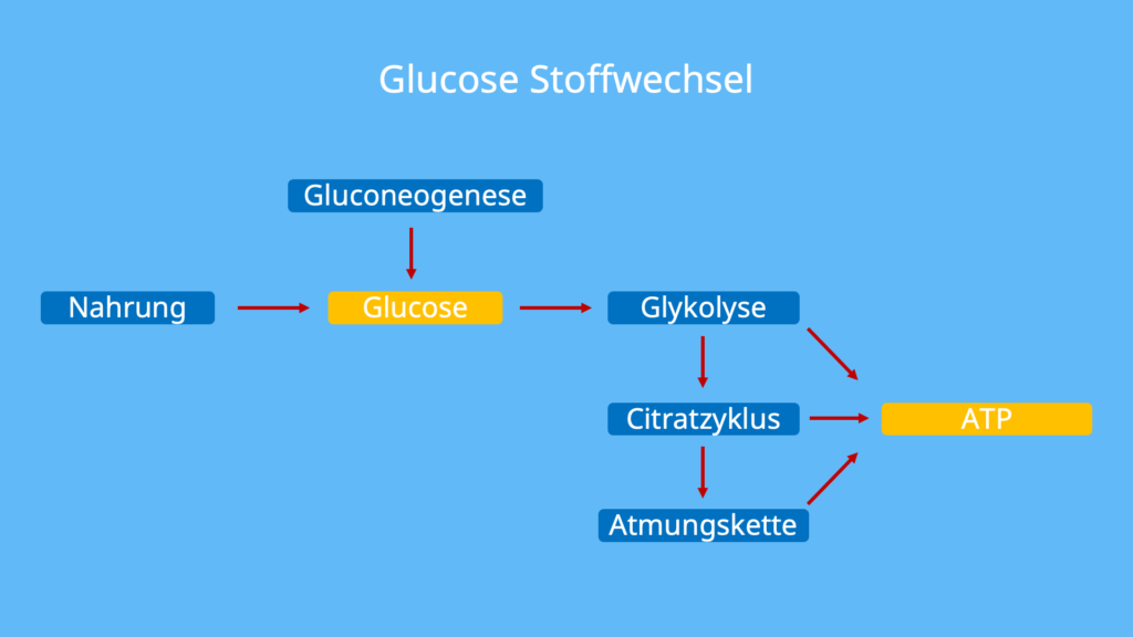 Zucker Chemie, Glucose Aufbau, D Glucose, L Glucose