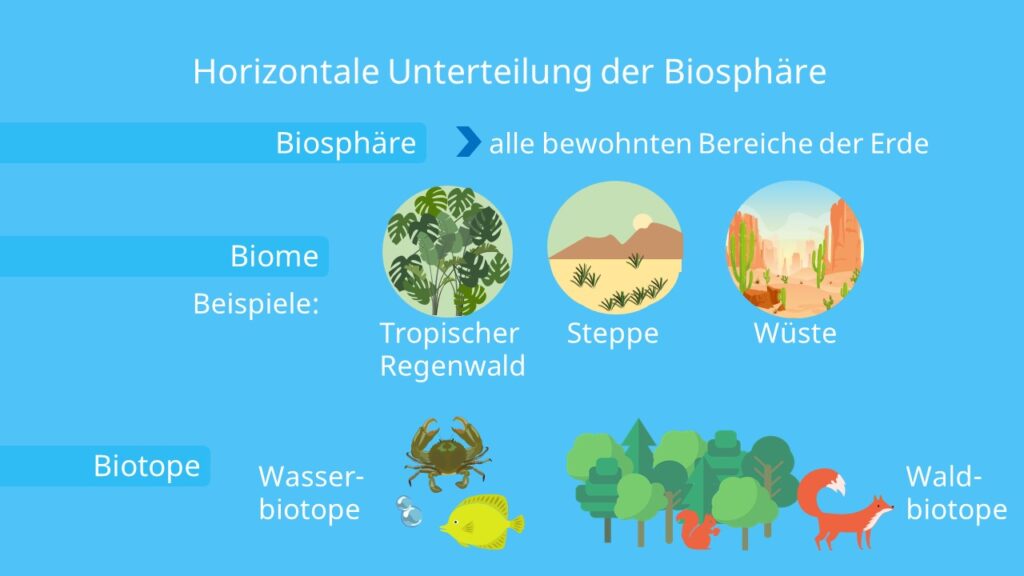 Biosphäre, Biom, Ökozone, Ökoregion, Ökotop, Ökosystem, Biologie, Ökologie