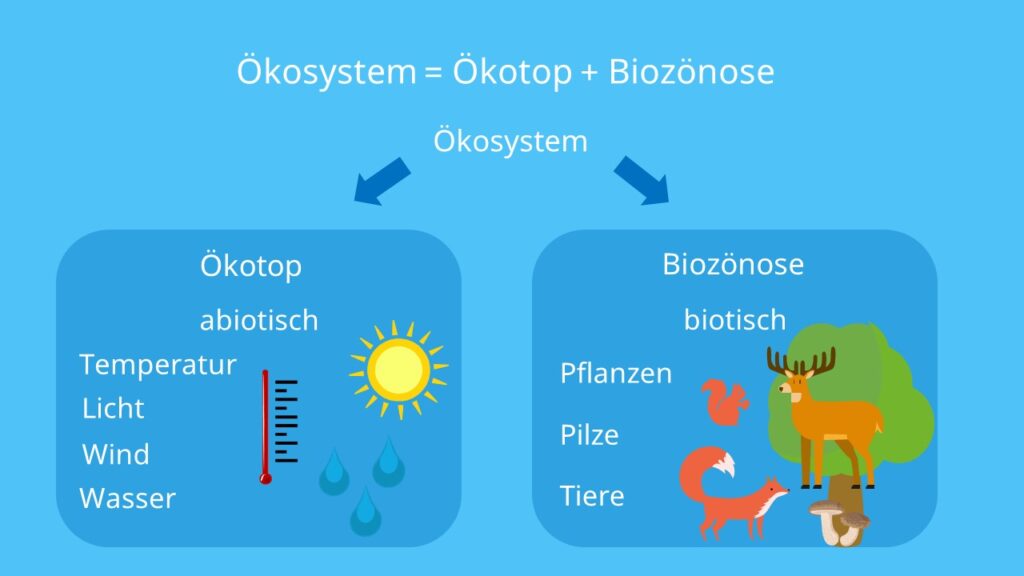 Biotop, Biozönose, Ökosystem, biotische Faktoren, abiotische Faktoren
