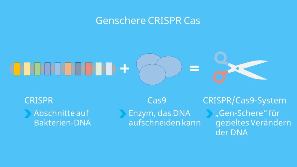 Genschere, Cas9, CRISPR/Cas