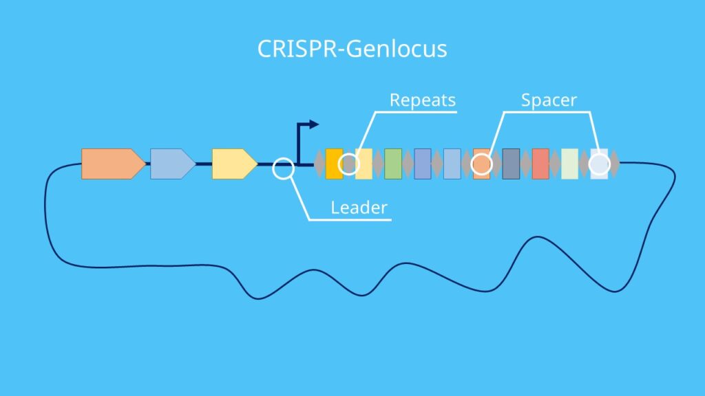 CRISPR-Array, Cas-Gene, Cas9, Spacer, Repeat