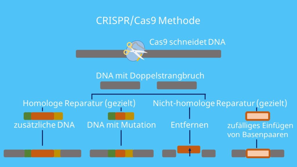 Guide RNA, Endonuklease, Cas9, Mutation, Doppelstrangbruch, Homologe Reparatur