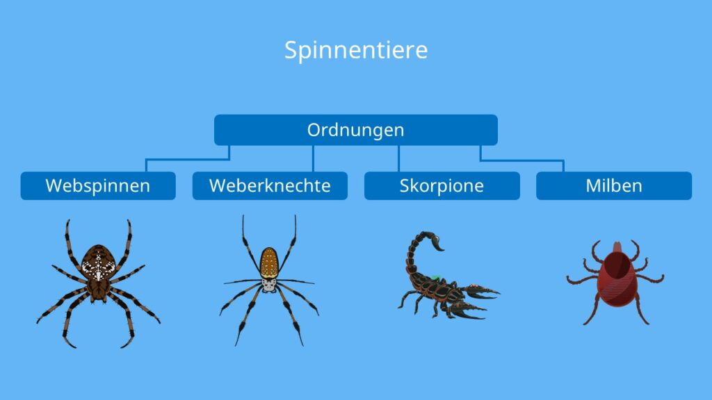 Webspinnen, Weberknechte, Skorpione, Milben, Spinne Zeichnung