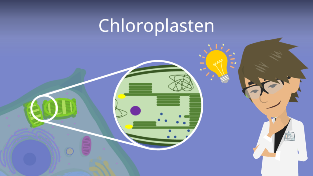 Zum Video: Chloroplasten