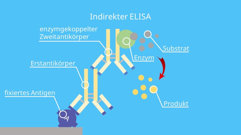 ELISA, Antikörper, Antigen, enzyme linked