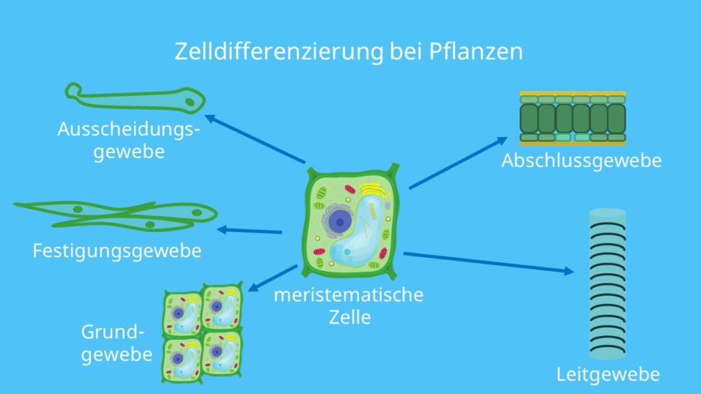 Zelldifferenzierung, Pflanzliche Zelle, Zelltypen, Dauergewebe, Meristem