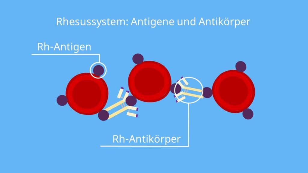 Rhesusaffen, Rhesusfaktor; Rhesussystem, Antigene, Antikörper 