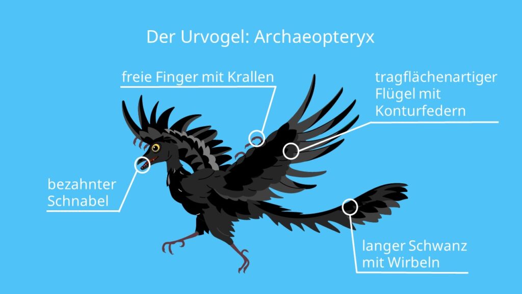 Archaeopteryx, skelett, brückentier, fossil, fliegen, bilder