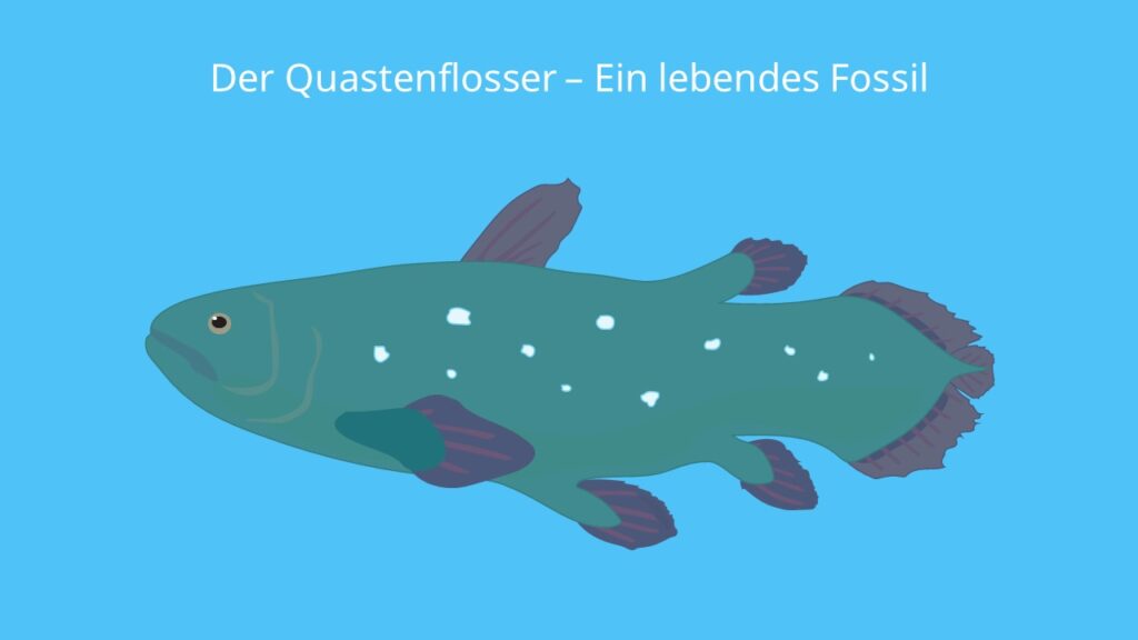 Der Quastenflosser - Ein lebendes Fossil, Latimeria, Quastenflosser, Latimeria chalumnae, coelacanth, quastenflosser fossil