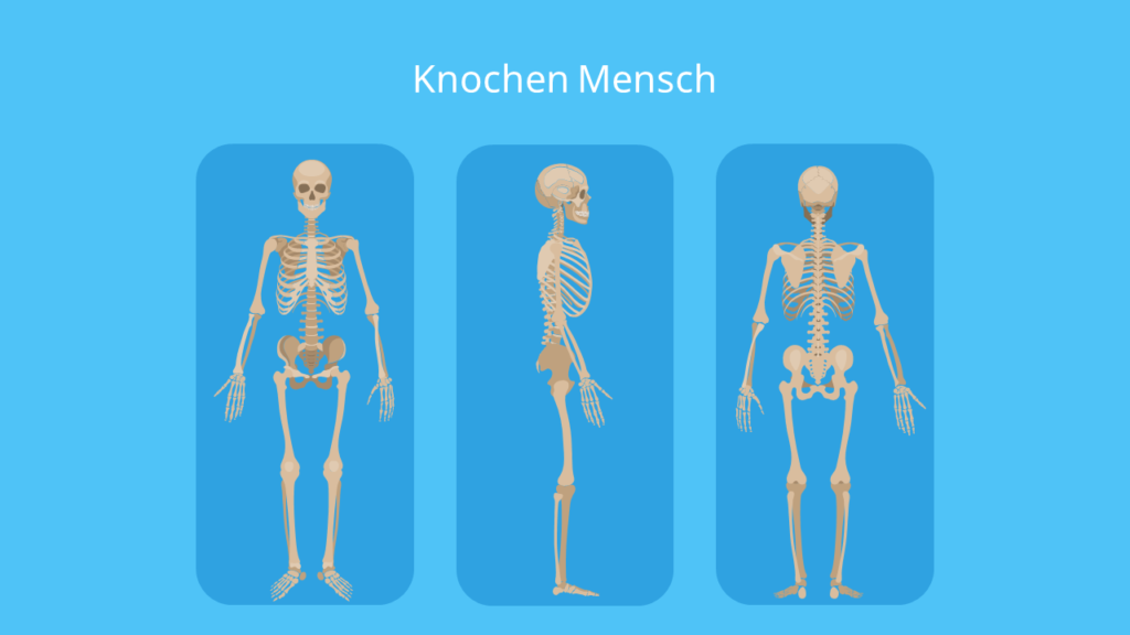 Knochenarten, Knochen Mensch, Knochen funktion, Anzahl Knochen Mensch, Wie viele Knochen hat ein Mensch