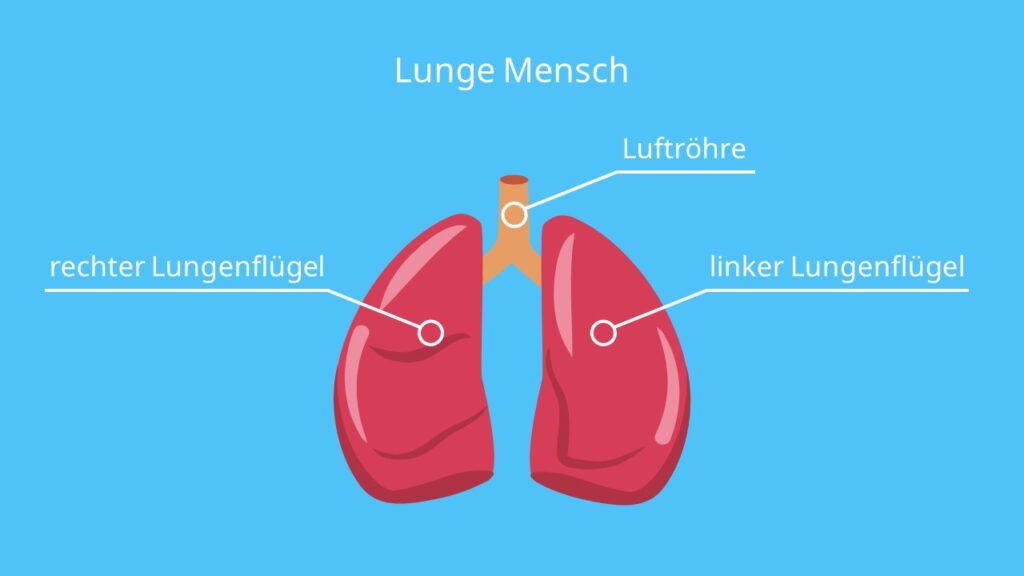 Lunge Mensch, Organe Mensch, innere Organe, Lunge, Lungenflügel, Luftröhre