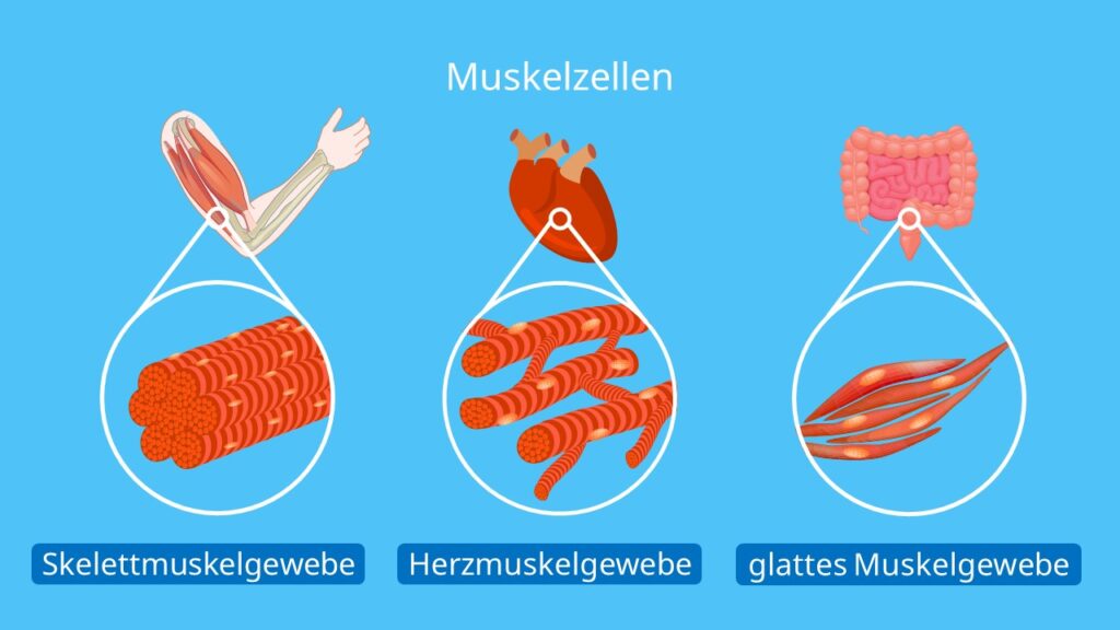 Muskelzellen, Myozyten, Skelettmuskelzellen, Herzmuskelzellen, glatte Muskelzellen