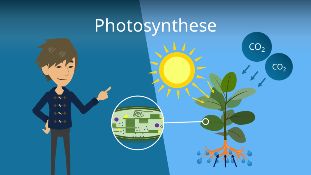 Zum Video: Photosynthese