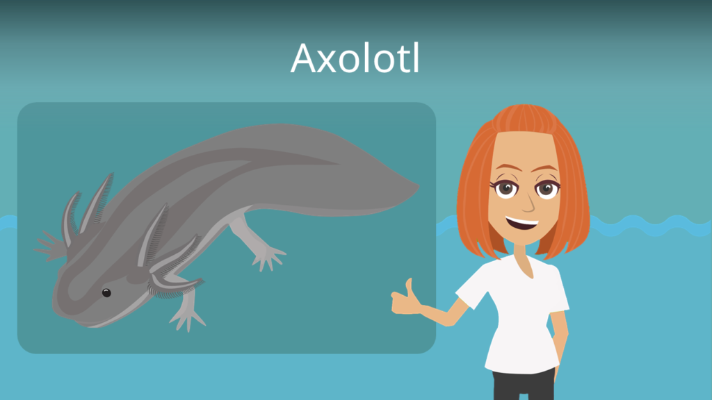 Zum Video: Axolotl