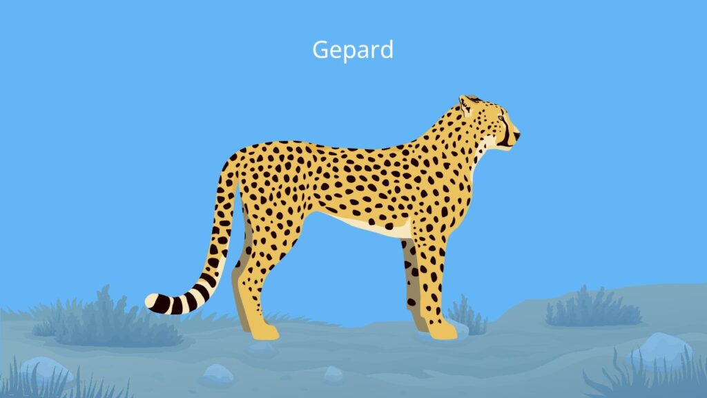 Gepard tier, gepard kopf, acinonyx jubatus, cheetah, schnellstes tier der welt, gepard bilder, wie sieht ein gepard aus