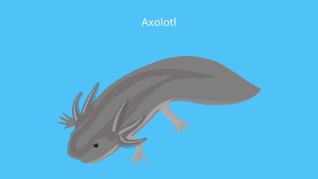 Axolotl bilder, ambystoma mexicanum, mexikanischer lurch, molch, lurch