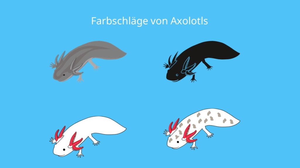 axolotl farbschläge, axolotl bilder, mexikanischer lurch, molch, axolotl farben