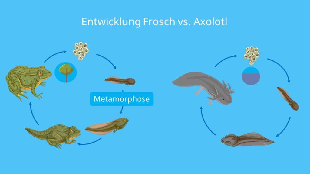 Fortpflanzung axolotl, babys axolotl, metamophose