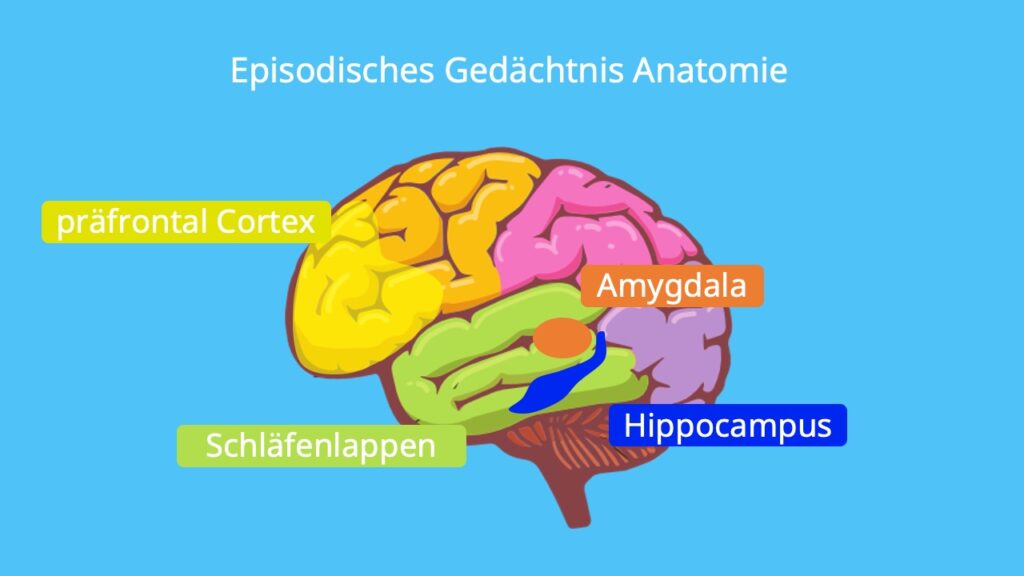 Frontallappen, Scheitellappen, Amygdala, Hippocampus