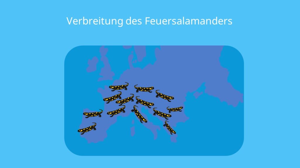 salamander deutschland, salamander in deutschland, salamanderarten deutschland, feuersalamander lebensraum, salamandra