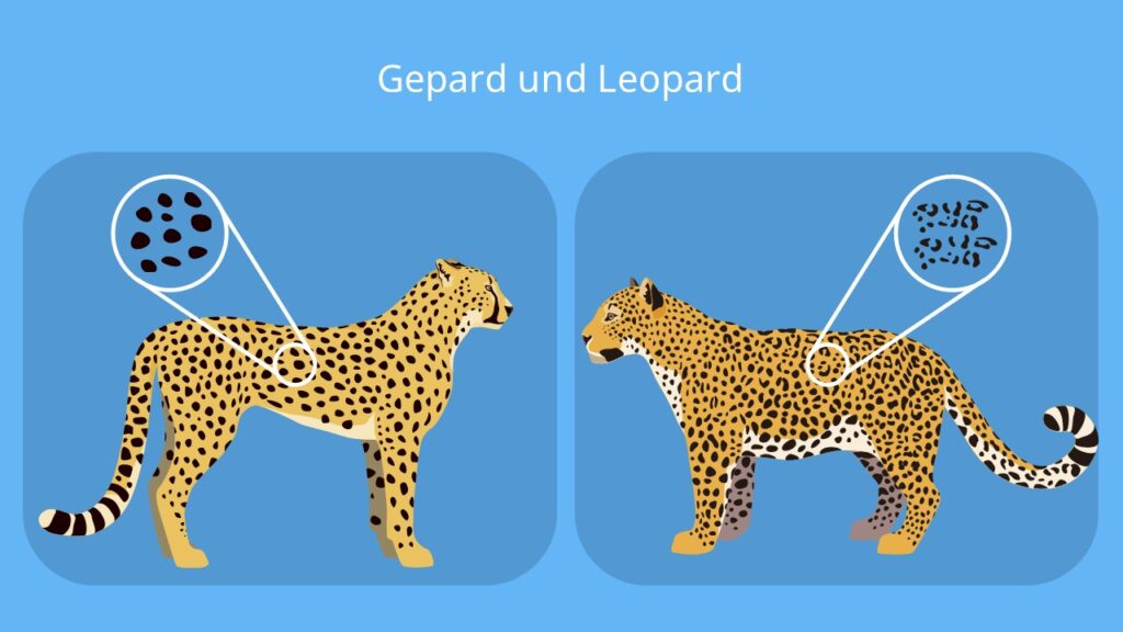 gepard leopard, leopard gepard, unterschied leopard gepard, unterschied gepard leopard, gepard leopard unterschied, leopard gepard unterschied, gepard vs leopard, leopard vs gepard, gepard und leopard, leopard und gepard