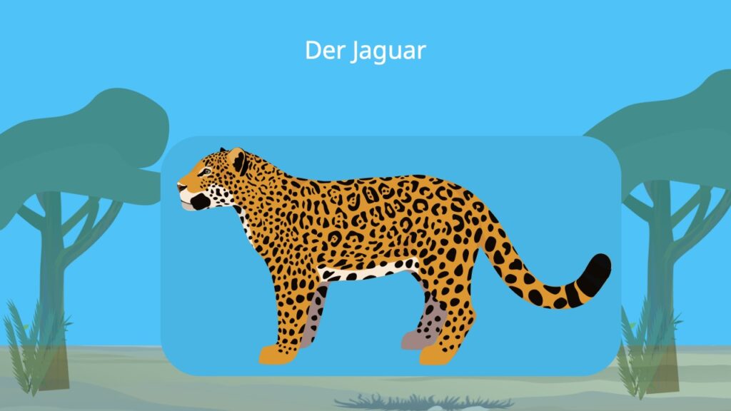 jaguar, jaguar tier, jaguar katze, raubkatze, panthera onca